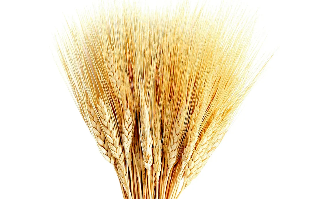 Пшеница