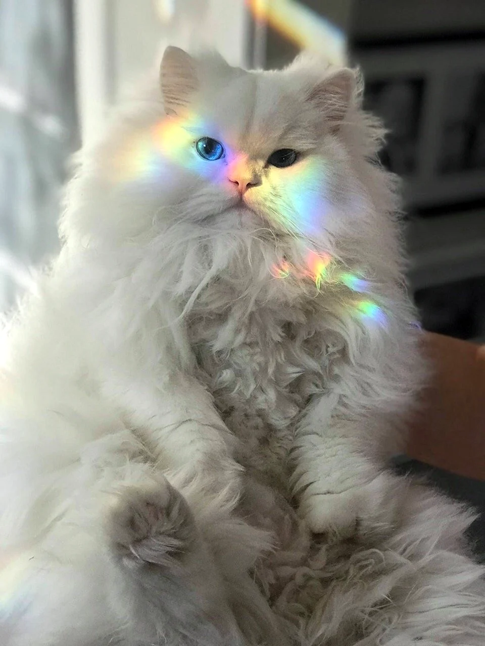 Пушистая кошка