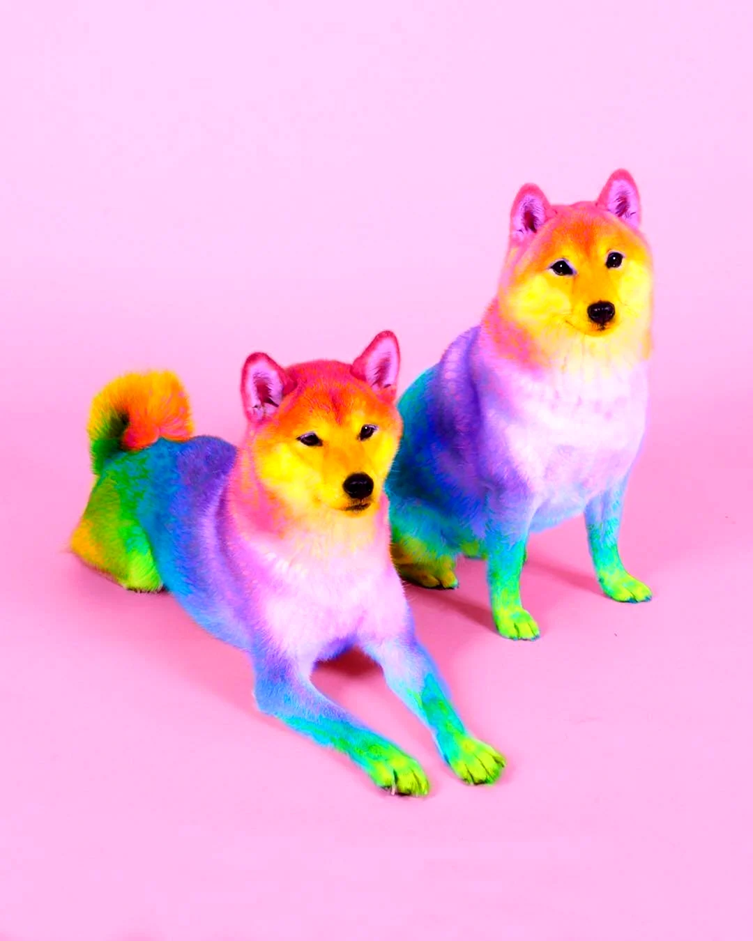 Радужных зверей