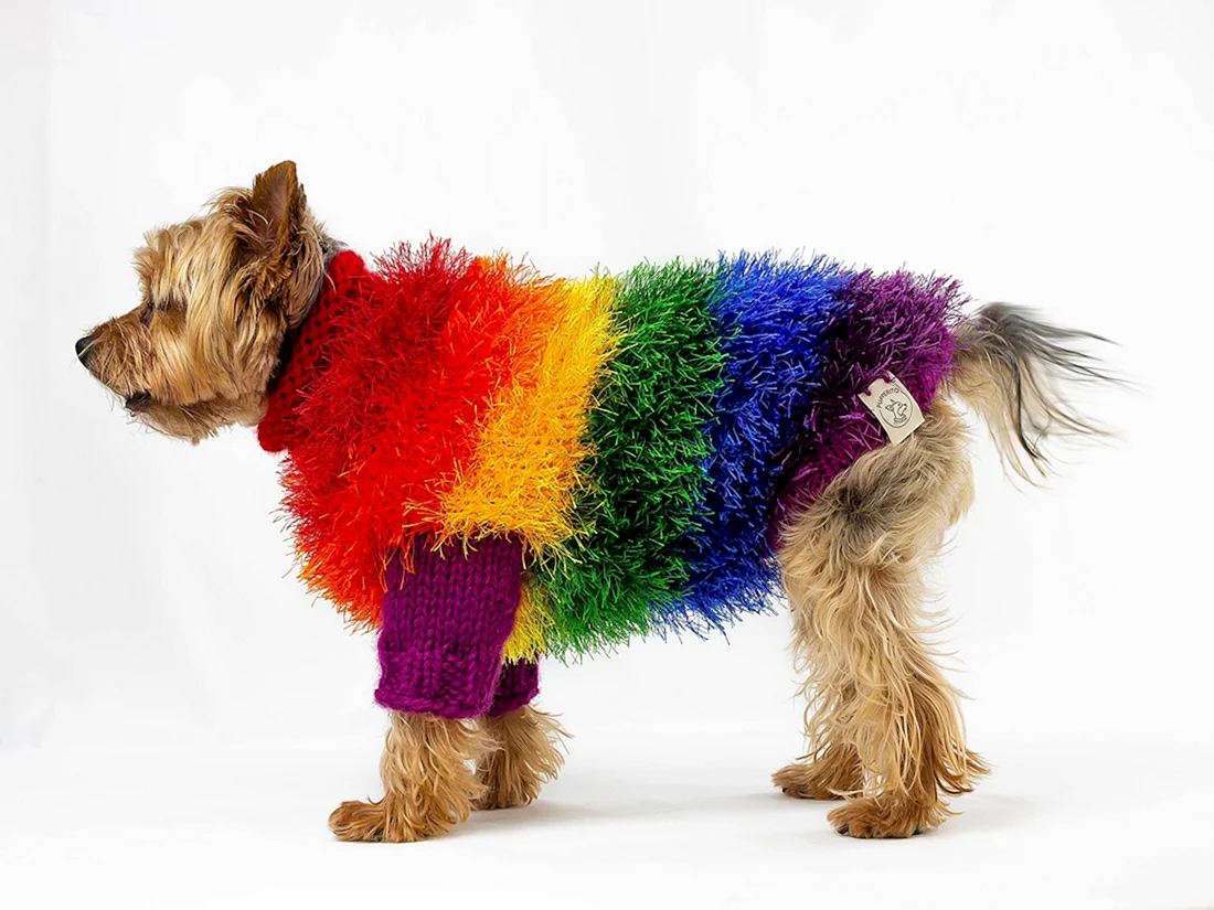 Rainbow Dog