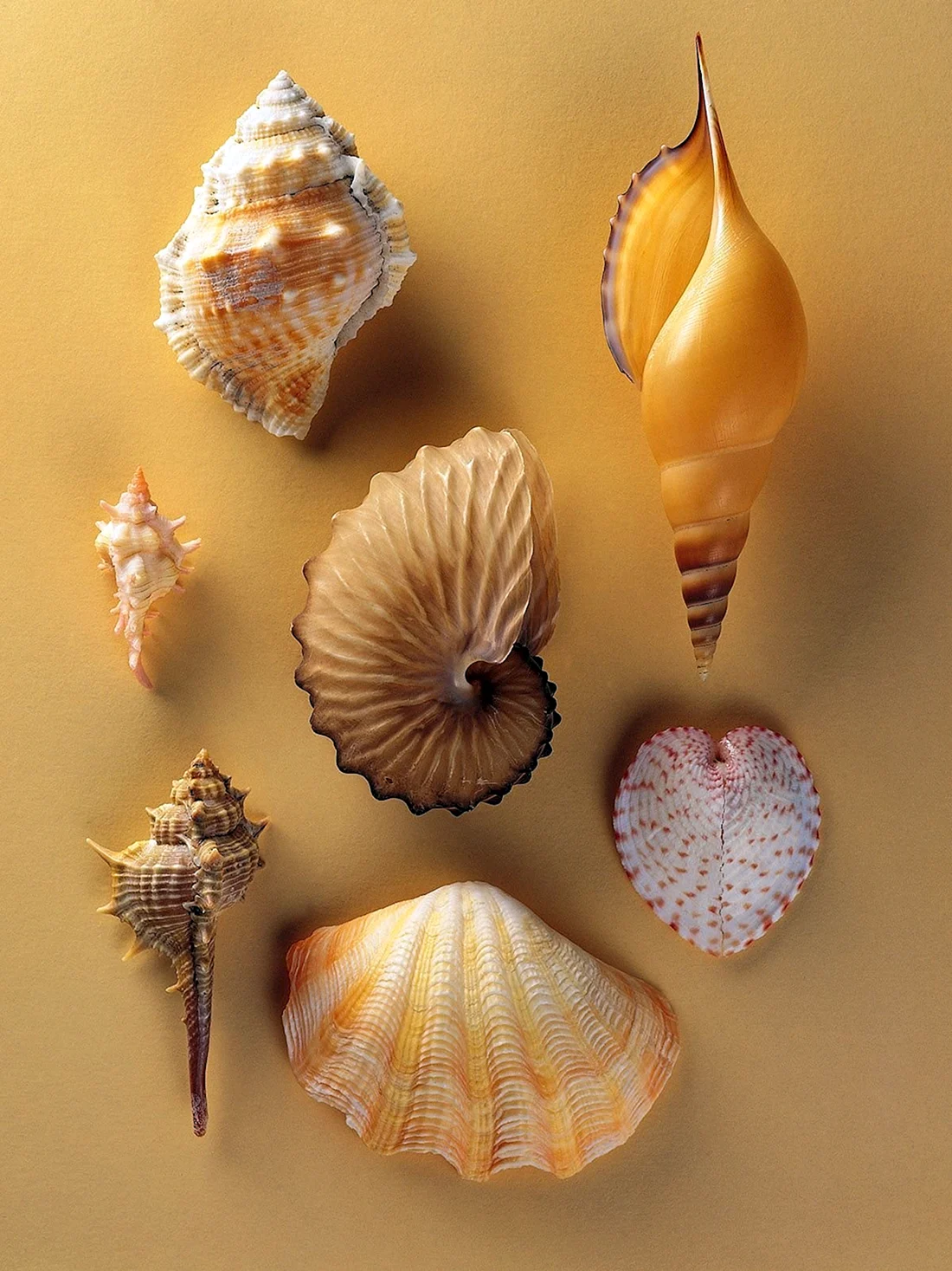 Раковина Conch Shell
