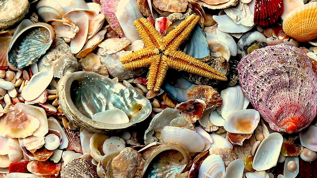 Ракушки морские