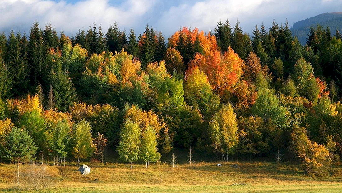 Ранняя осень
