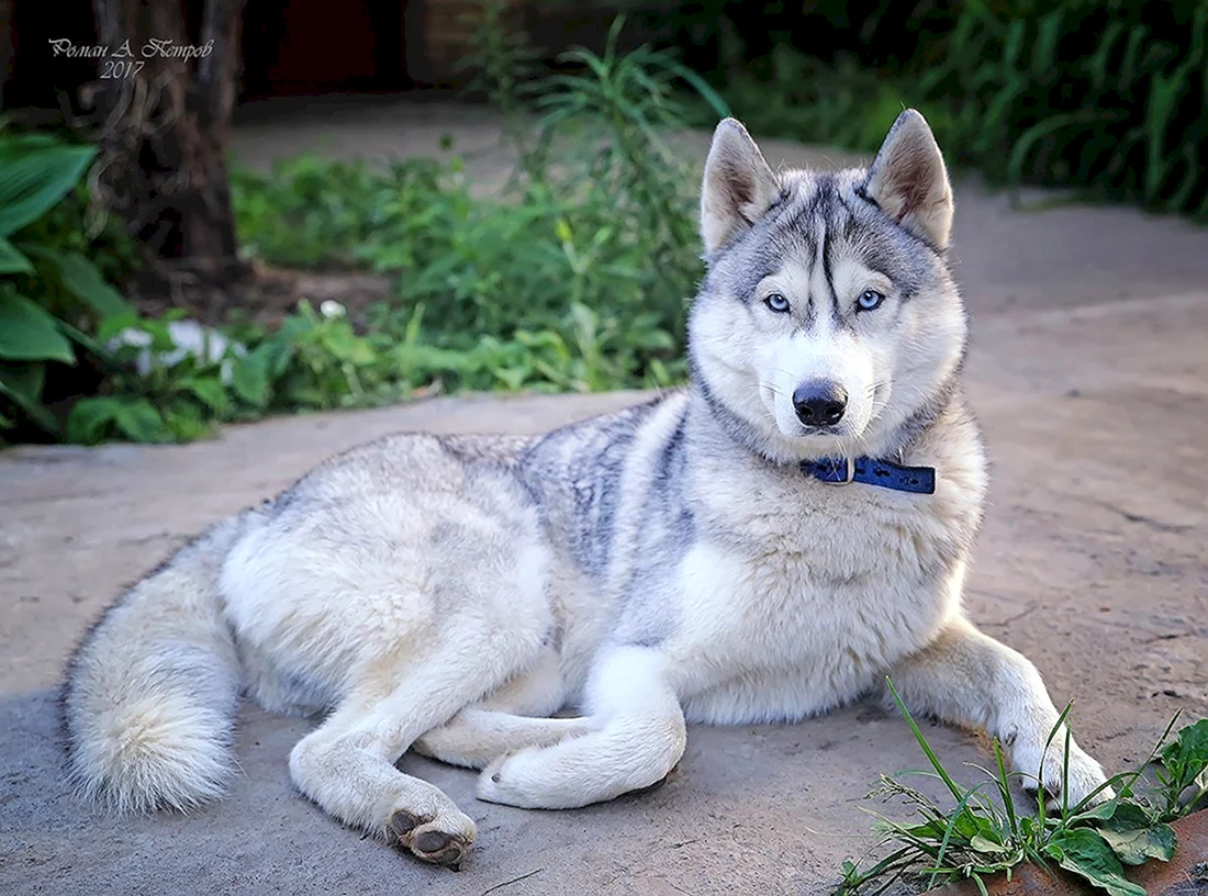 Рекс Рассел