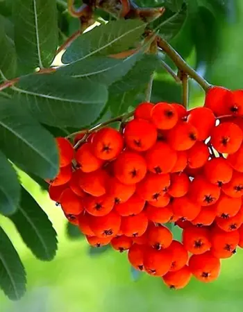 Рябина обыкновенная Sorbus aucuparia
