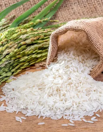 Rice Oryza Sativa