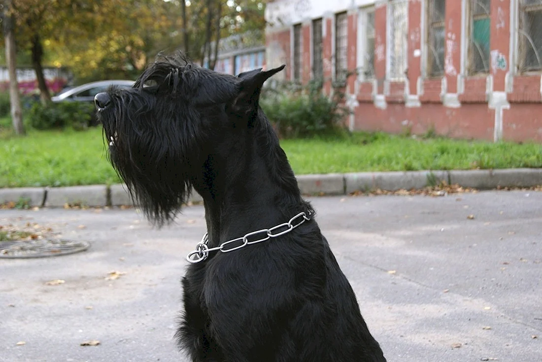 Ризеншнауцер собака Сталина