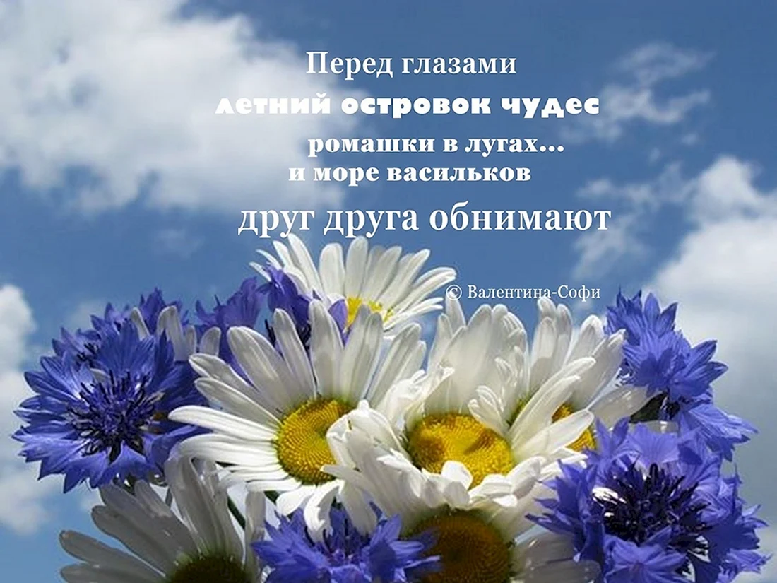 Ромашки с васильками