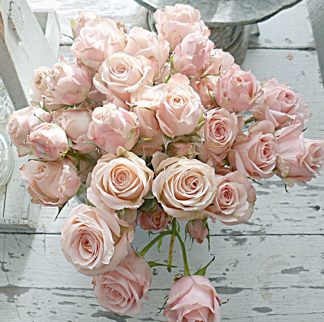 Роза blush Pink