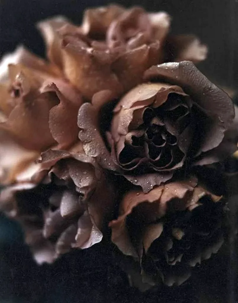 Роза Brown Velvet