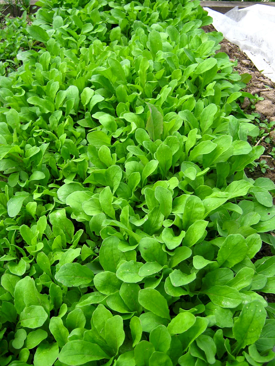 Руккола