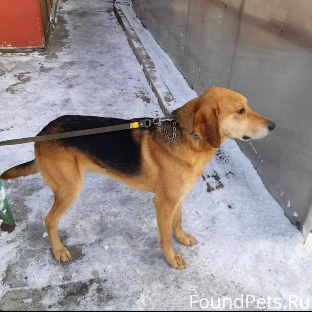 Русская гончая выжлец