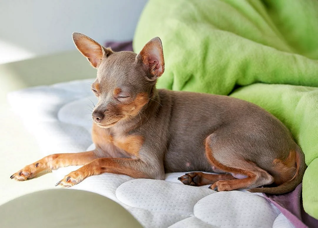 Русский той-терьер