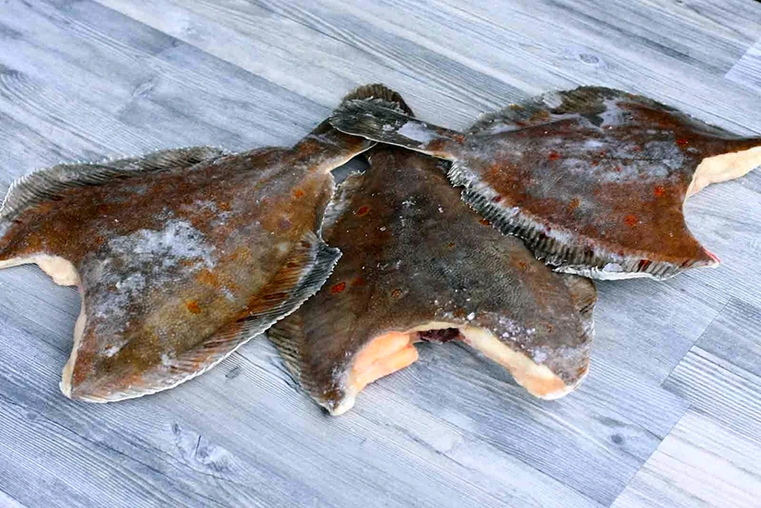 Рыба Королевский камбала