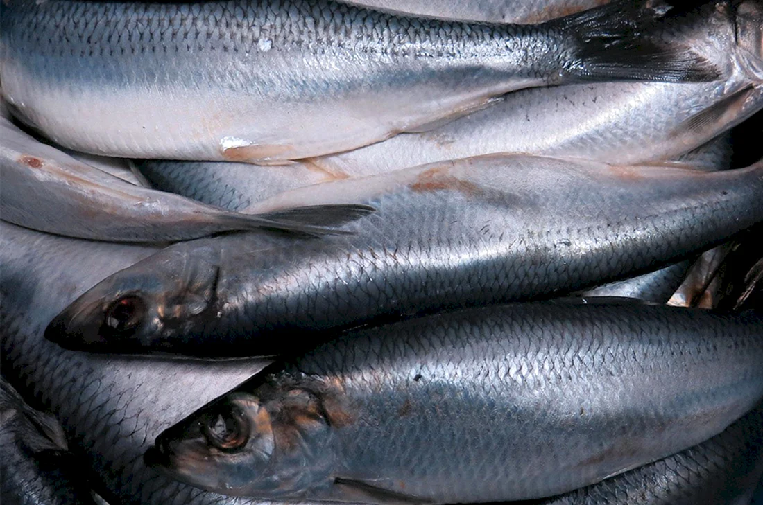 Рыба сельдь атлантическая