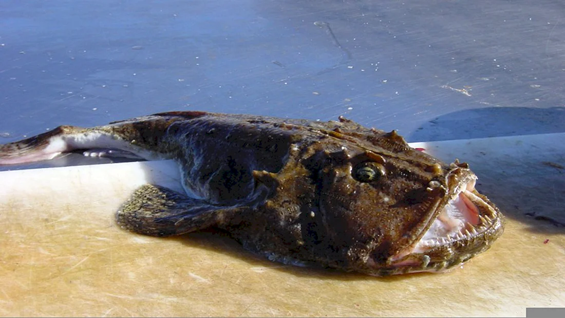 Рыба удильщик морской черт