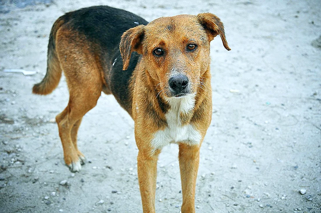 Рыжая собака дворняга