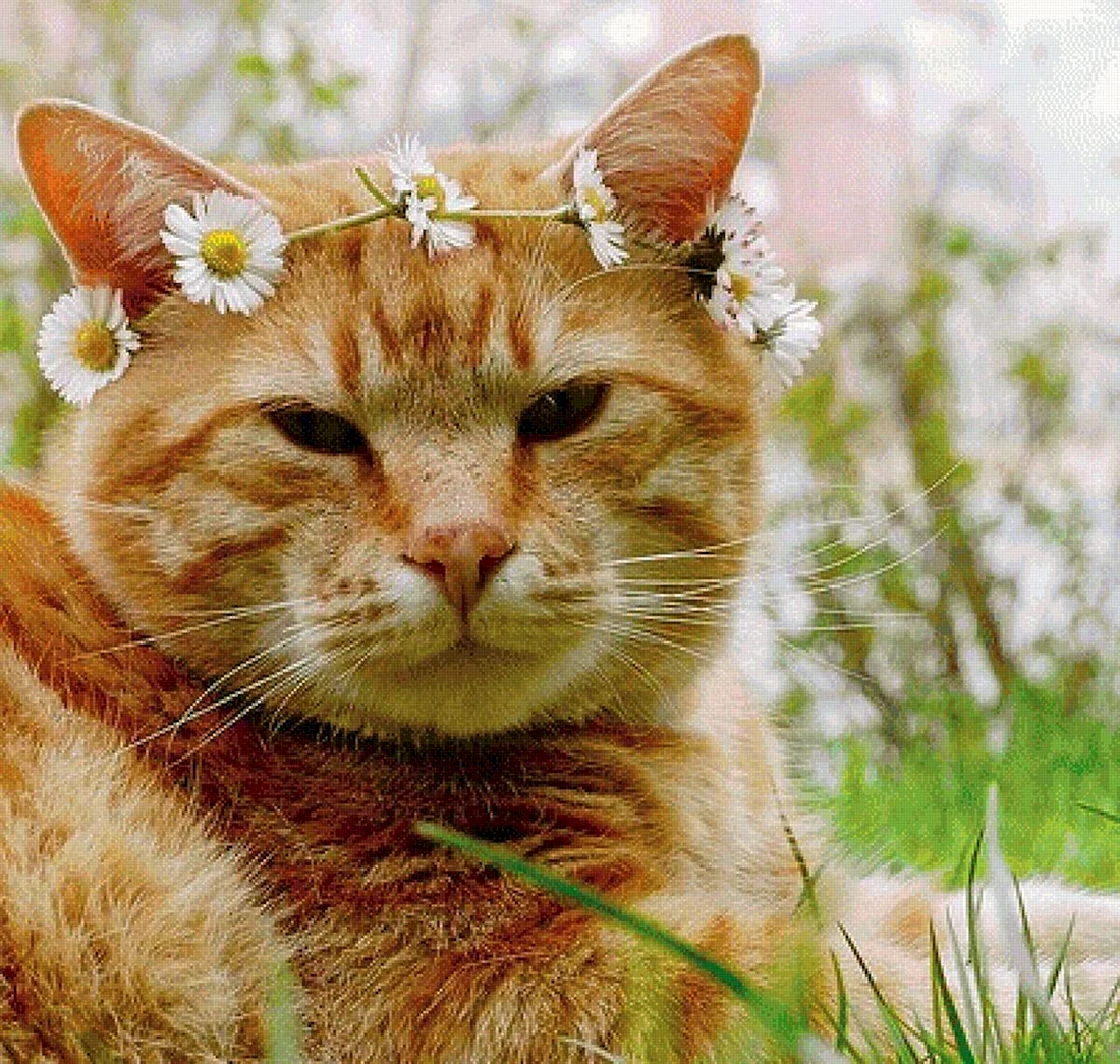 Рыжий кот