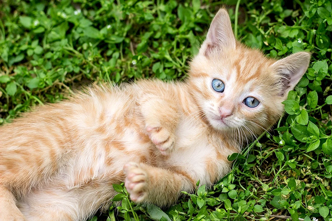 Рыжий котёнок