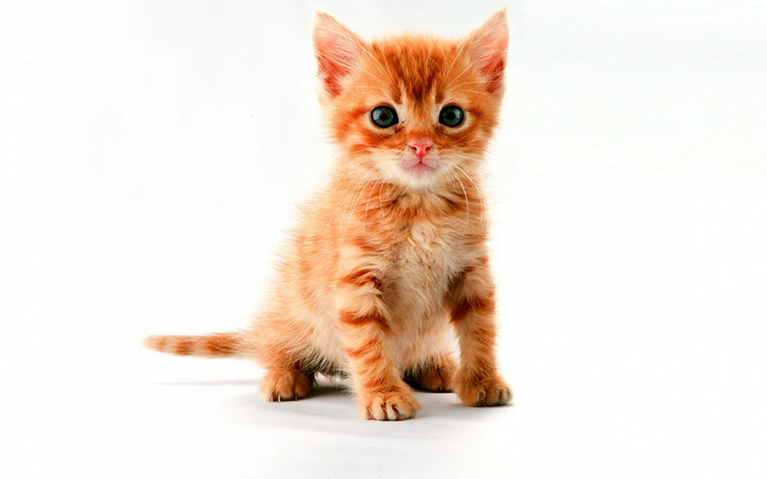 Рыжий котёнок