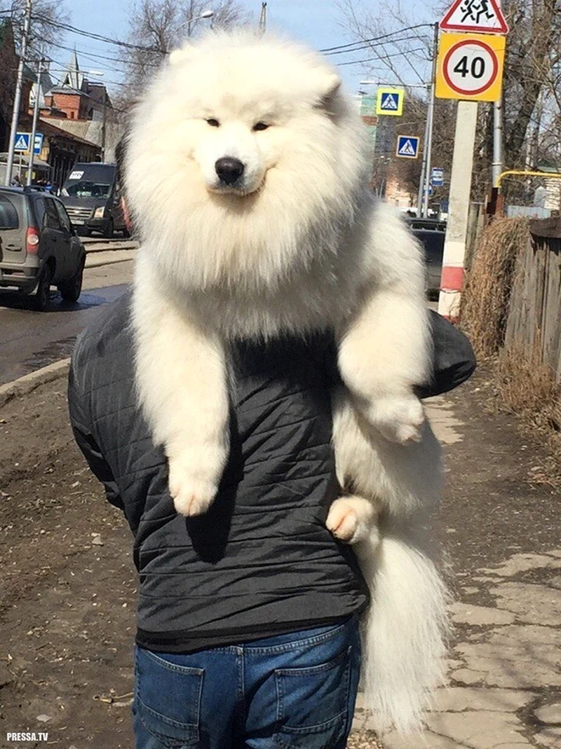 Самоед
