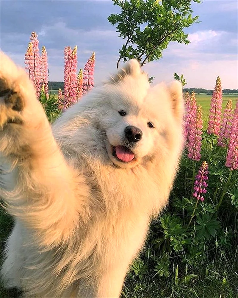 Самоед