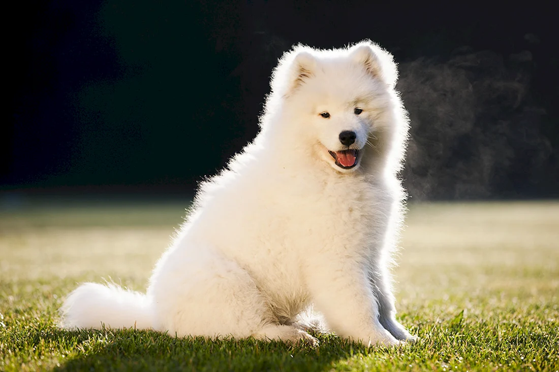 Самоедская лайка