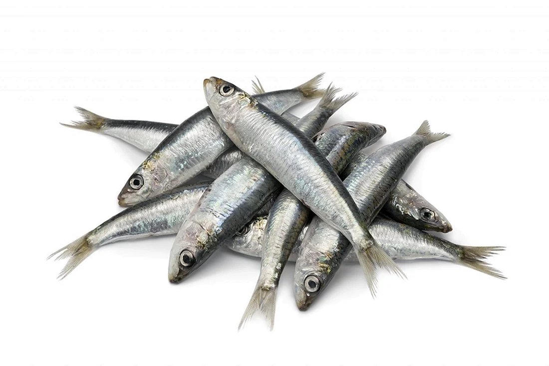 Sardines рыба
