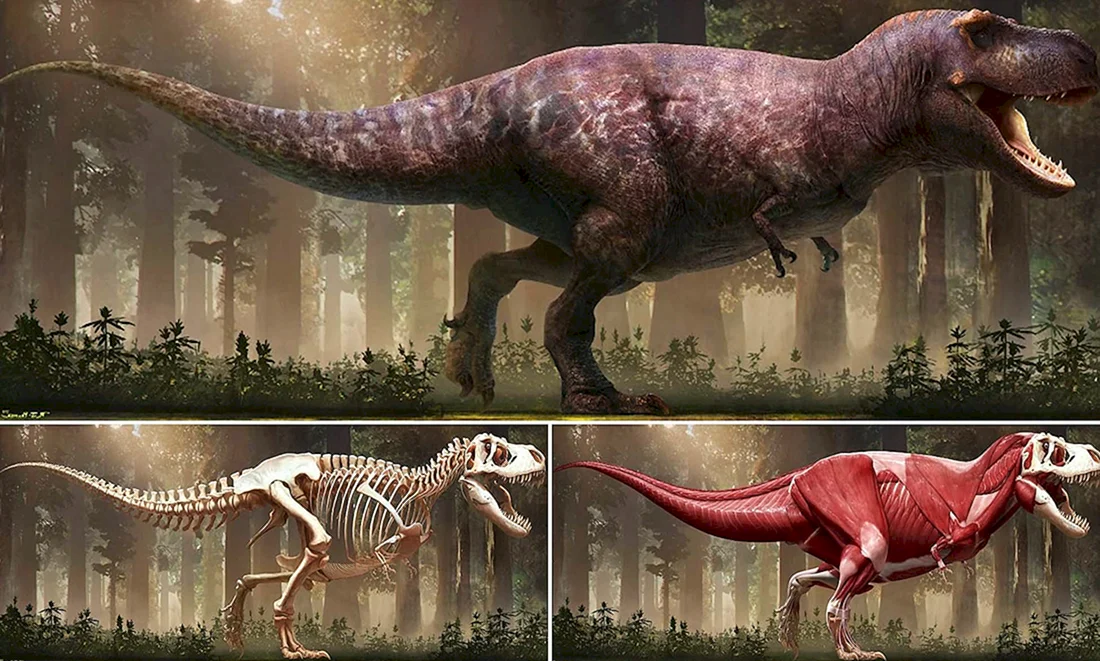 Saurian Тираннозавр