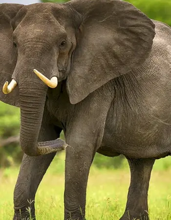 Саванный Африканский слон Африки