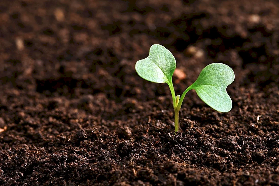 Seedling «рассада»