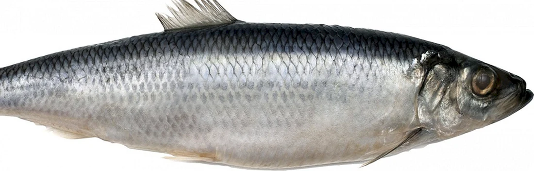 Селедка Fish Herring