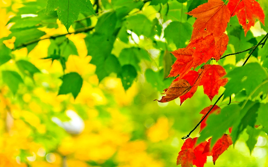 Сентябрь природа