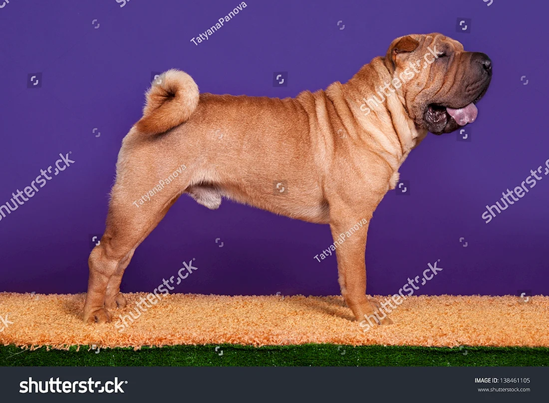 Шарпей