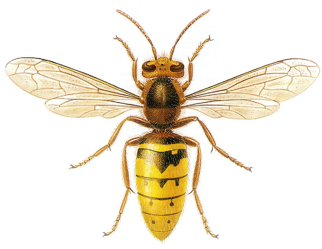 Шершень Vespa crabro