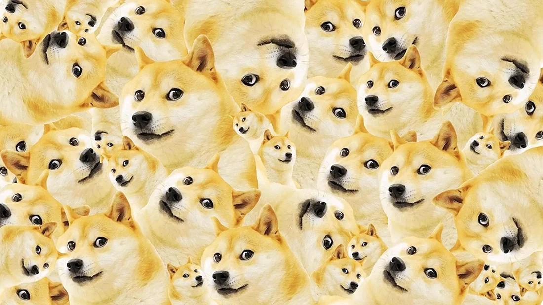 Шиба ину