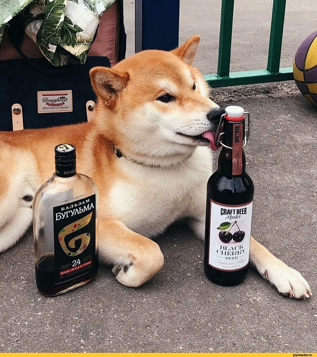 Shiba Inu собака