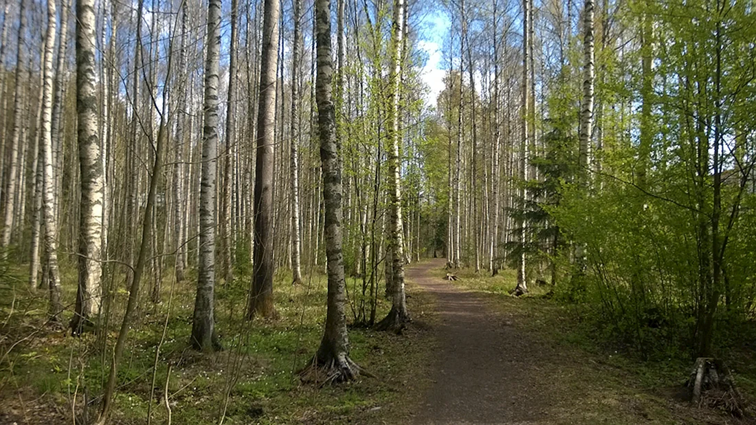 Широколиственные леса береза