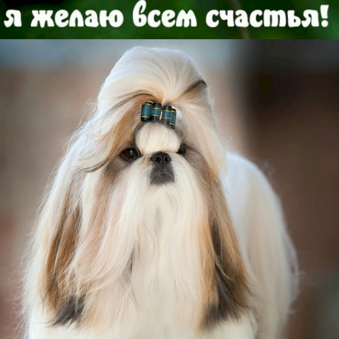 Ши-тцу