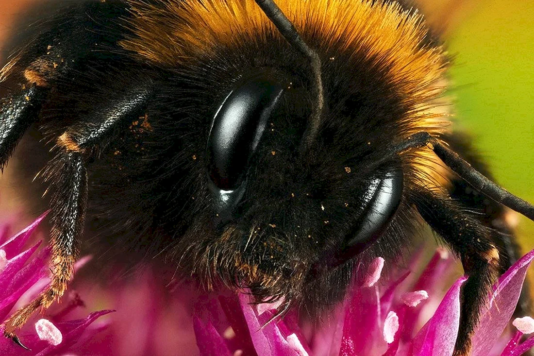Шмель армянский - Bombus armeniacus