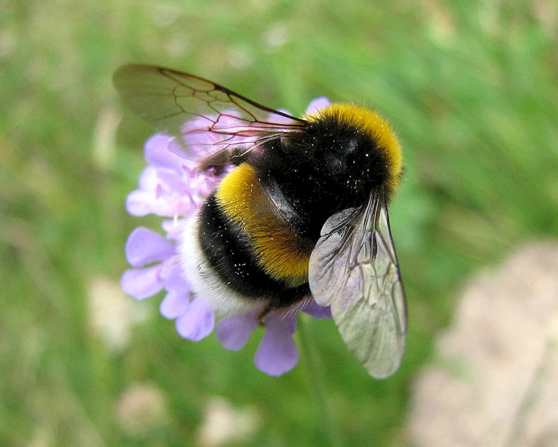 Шмель армянский - Bombus armeniacus