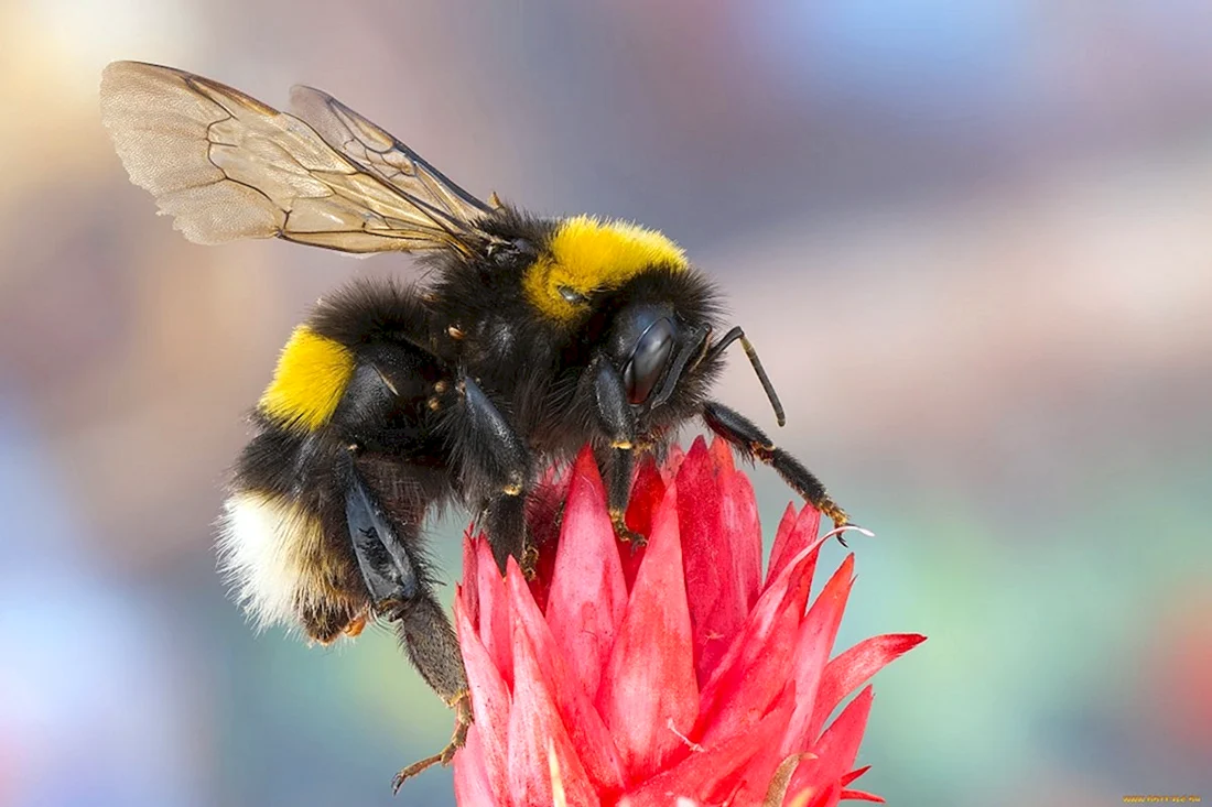 Шмель Bombus pascuorum