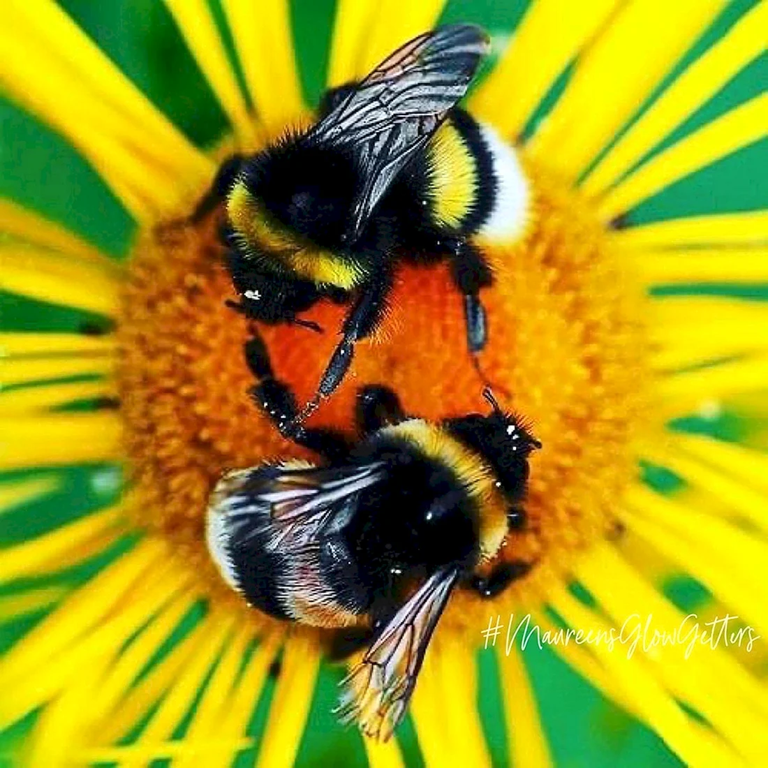 Шмель необыкновенный Bombus paradoxus