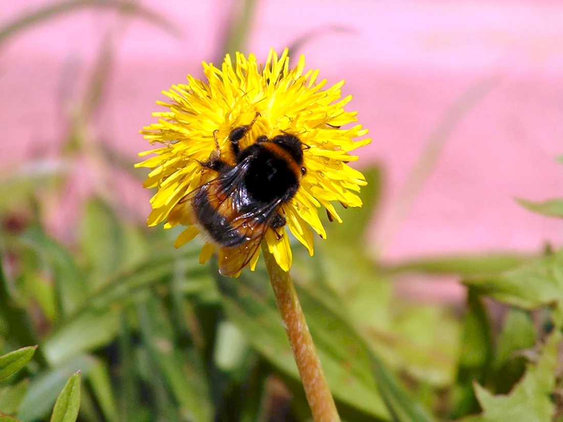Шмель необыкновенный Bombus paradoxus