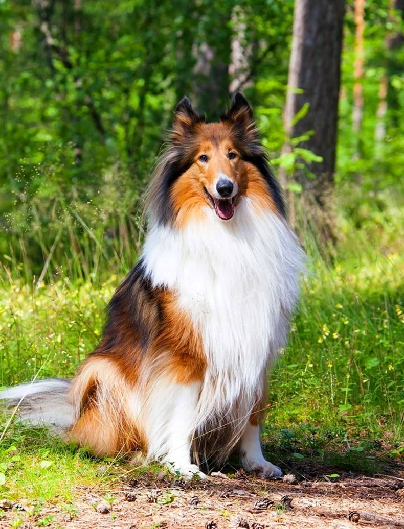Шотландская колли