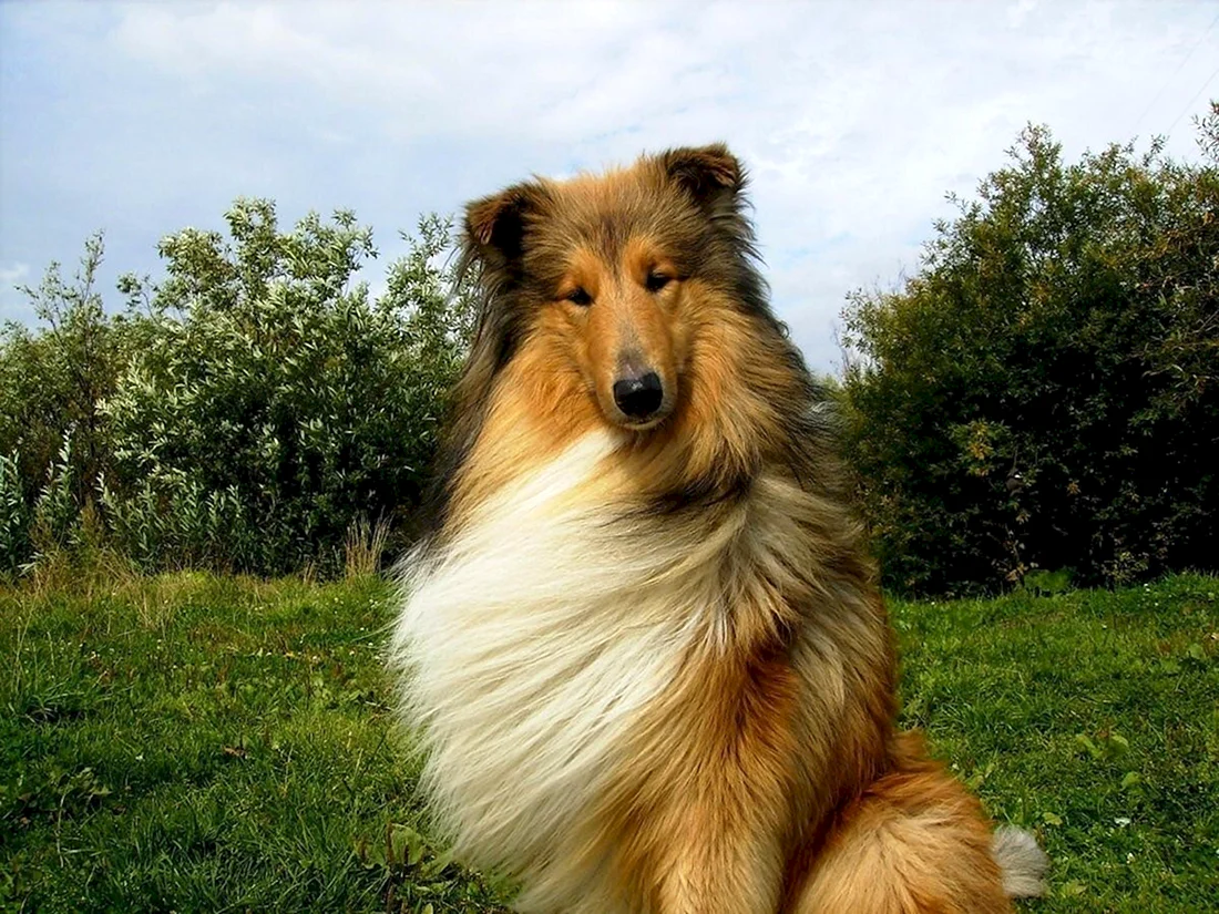 Шотландская колли
