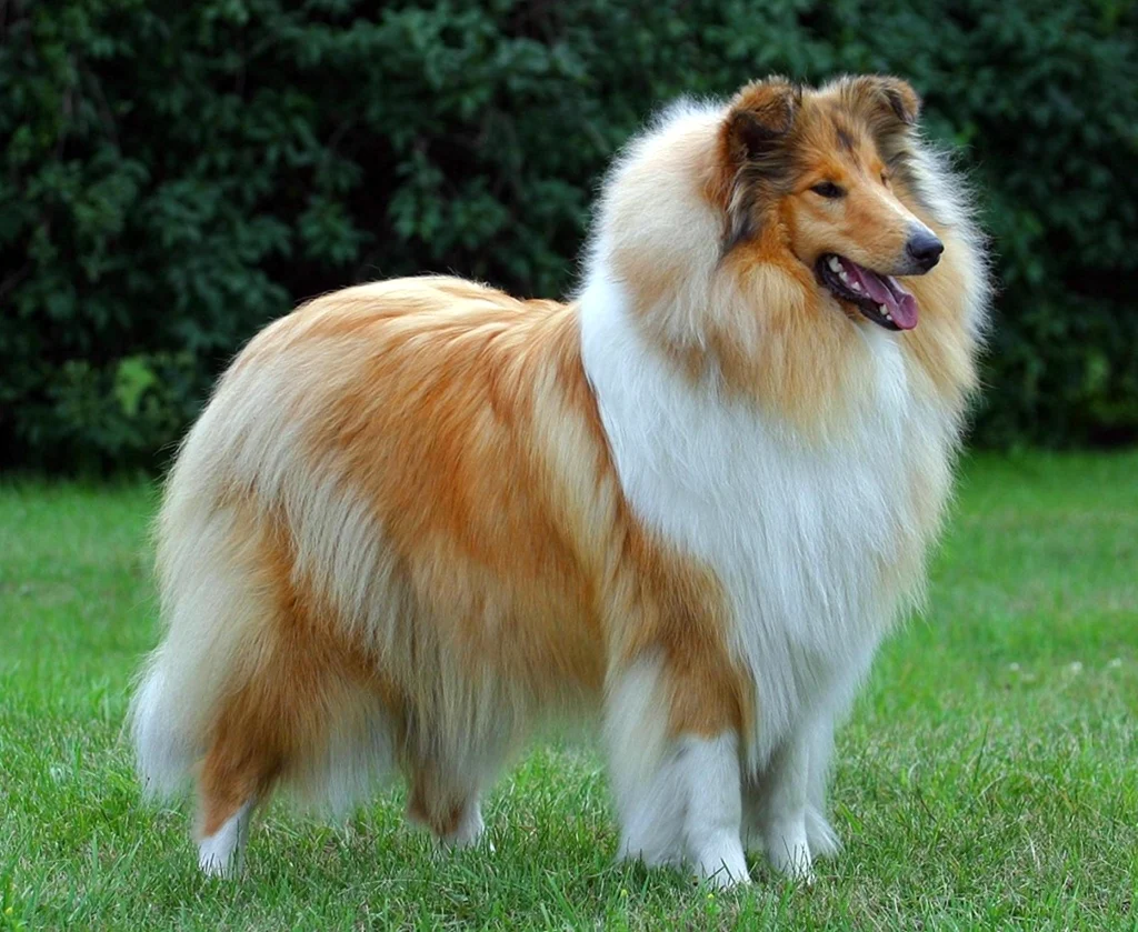 Шотландская колли
