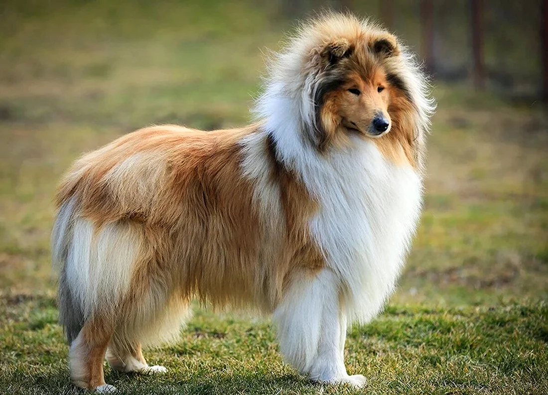 Шотландская колли