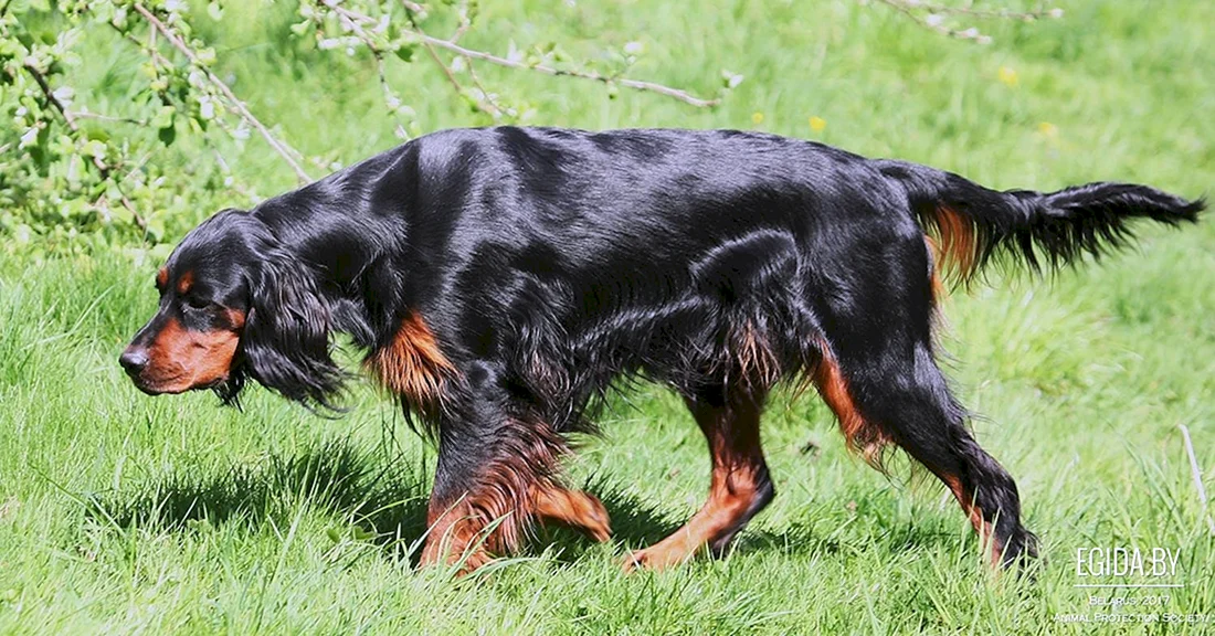 Шотландский сеттер-Гордон