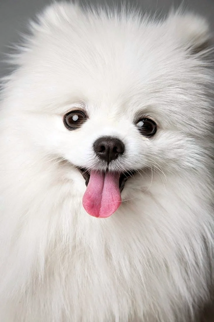 Шпиц cute Pomeranian